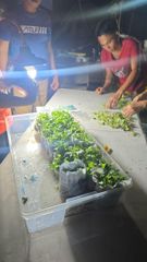 BANANA TISSUE CULTURE CAVENDISH - Image 4