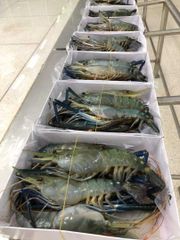 Top quality  Live Crayfish Transport Ph 6.5 – 8.5 Odor Clean, No Off-odors Ammonia Level ≤ 0.05 Mg/l Mortality Upon Arrival < - Image 1