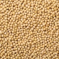 White Peas Bulk Supply Natural Whole Beans Smooth Texture High Quality Packed - Image 5