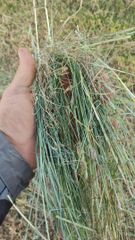 Brazilian Tifton Hay & Pre-Dried Forage – Tifton 85, Tifton 68, Oat & Ryegrass - Image 2