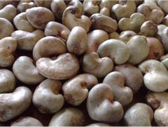 Mozambique – Raw Cashew Nuts (New Crop) - Image 2