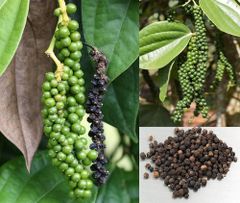 PREMIUM ORIGINAL PURE BLACK PEPPER FROM SRI LANKA – product photo 6, product detail gallery