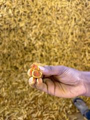 turmeric premium salem - Image 2