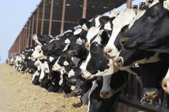 100% Disease Free Dairy Cattle / Holstein Heifer Cows For Sale and export worldwide – product photo 1, product detail gallery