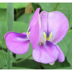 Best quality export for Cow Pea Style Dried Quality Premuim Type White Beans Color Dark green. Shelf Life 2 year Cultivation Type - Image 2