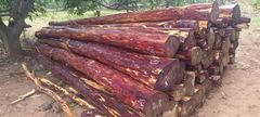 Pterocarpus Santalinus- Red Sandalwood - Zitan wood - Image 4
