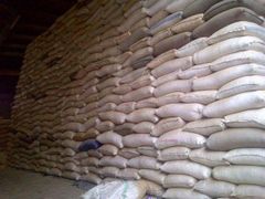 Non GMO White Corn & White Corn Maize for Human & Animal Feed Dried White Maize/Corn - Image 4