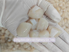 Frozen Bay Scallop - Image 1
