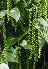 PREMIUM ORIGINAL PURE BLACK PEPPER FROM SRI LANKA – product photo 3, product detail gallery