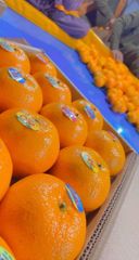 Mandarin kinnow Origin Pakistani Fruit Type Kinnow And - Image 1
