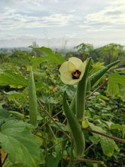 fresh organic lady finger okra – product photo 5, product detail gallery