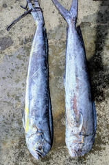 FROZEN MAJHI MAHI - HIGH QUALITY - Image 1
