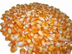 India A-Grade Yellow Maize Feed Quality Bulk Export HSN - 100590 moisture - max 14% - Image 2