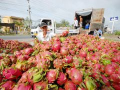 Fresh Dragon Fruit, Fresh Fruit (Thanh Long Vietnam) The Best Fresh Quality- WHATSAP 0084 989 322 607 – product photo 3, product detail gallery
