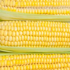 Yellow Corn With Maximum Nutrients Yellow Corn Sourced Directly For Reliable Large Scale Supply - Image 1