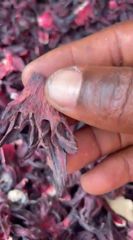 Dry Hibiscus Flower – product photo 1, product detail gallery