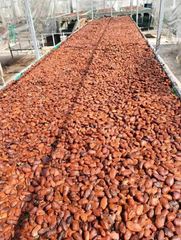 Cocoa Beans/organic cocoa beans on sale in bulk and wholesale origin of africa quality fermented - Image 1