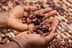 cocoa beans – product photo 2, product detail gallery