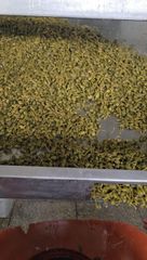 Câpre , black olives 4500 DOLLARS LE TONNES Origin Taounate Region, Morocco Quality Standard Premium-quality Certifications Full Compliance With International Health And Safety - Image 2