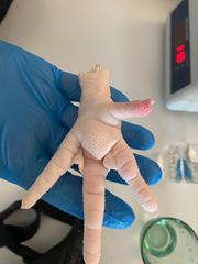 Frozen Chicken Feet – product photo 4, product detail gallery