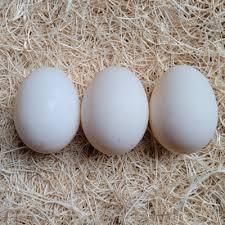 Wholesale Fresh White Chicken Eggs Supply - Image 4