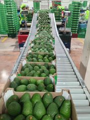 Avocado – product photo 2, product detail gallery