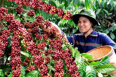 Rich Flavor Robusta Coffee Beans Export Standard Feature Neutral Taste Bag Coffee Robusta - Raw Coffee Beans / Made in Viet Nam – product photo 3, product detail gallery