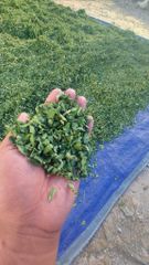 Pure Moringa Natural Leaf Powder - Natural Dried - Image 5