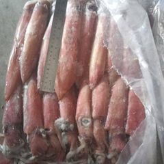 FROZEN ( LOLIGO SQUID ) WHOLE - HIGH QUALITY - Image 2