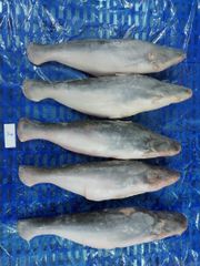Pangasius – product photo 2, product detail gallery