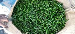 Green Chili, G-4 Chili, Indian Chili, Fresh Chili, Gauri Chili, Egal Chili Teja Chili - Image 5