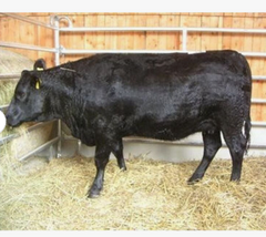 Cheap Pregnant Holstein Heifers Cow/ Healthy Pregnant Holstein Heifers Cattle At Affordable Prices. Holstein Friesian Livestock - Image 5