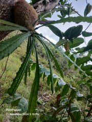 Live Myrmecodia erinacea (Ant Plant) from Papua - Image 2