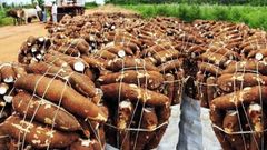 Cassava - Image 2