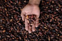 cocoa beans - Image 1