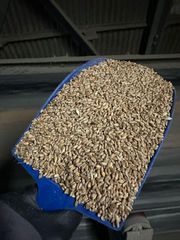 Milling wheat, protein 12.5% Origin Ukraine Crop Year 2025 Port FOB Odesa W Value Min 180 Type Soft Wheat Features GMO-Free - Image 2
