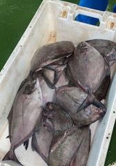 white seabream - Image 1