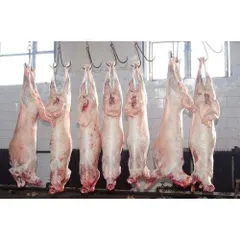 HALAL FRESH CHILLED GOAT MUTTON MEAT/ LAMB MEAT CARCASS ready for export from Pakistan - Image 1