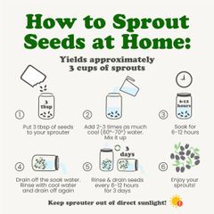 Organic Clover Seeds for Sprouting – product photo 2, product detail gallery
