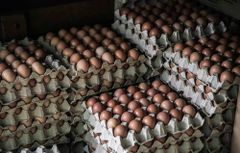 Fertilized Chicken Eggs/ Cobb 500 Broiler Chicken Eggs/Fresh - Image 1