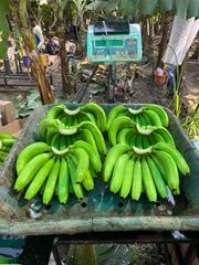 Banana G9 – product photo 1, product detail gallery