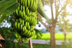 Cavendish Banana – product photo 1, product detail gallery