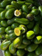 Premium Quality Fresh Mexican Avocado Fresh Fruit Hass Avocados for Sale Fresh Organic Mexican Avocado - Image 5