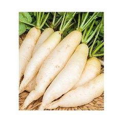 VIET NAM EXPORT FRESH WHITE RADISH Color White Style Fresh Type Radish Weight (kg) 1 Taste Delicious Address Vietnam Model Number - Image 1