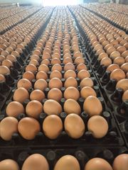 FRESH TABLE EGGS - Image 2