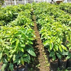 Avocado  Avocado is a high-quality, nutrient-rich fruit plant that produces delicious and creamy avocados. With its supe - Image 6
