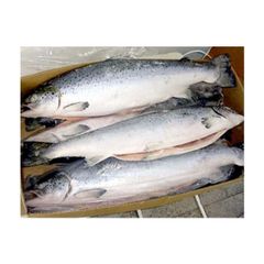 frozen salmon head whole Salmon fish Best price offer. - Image 5