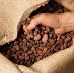Fresh Cocoa Beans With Deep Chocolate Flavor Selected Quality For Confectionery Production Baking And Beverage – product photo 4, product detail gallery