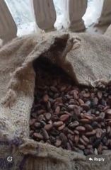 Cocoa Bean – product photo 2, product detail gallery