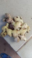 Ginger - Image 1